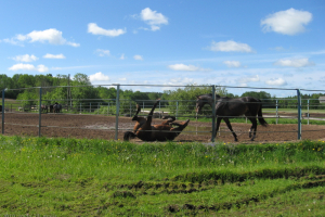 Ekskursija uz Riebiņiem 2010. gada 27. maijā_3