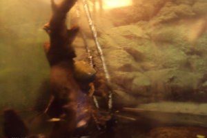  Ekskursija uz Zooloģisko dārzu 2011. gada novembrī_10