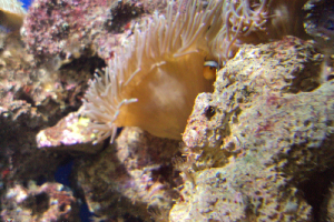  Ekskursija uz Zooloģisko dārzu 2011. gada novembrī_11