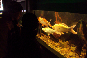  Ekskursija uz Zooloģisko dārzu 2011. gada novembrī_15
