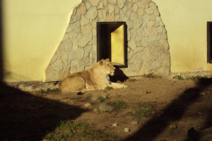  Ekskursija uz Zooloģisko dārzu 2011. gada novembrī_19