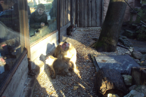  Ekskursija uz Zooloģisko dārzu 2011. gada novembrī_20