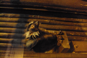  Ekskursija uz Zooloģisko dārzu 2011. gada novembrī_25