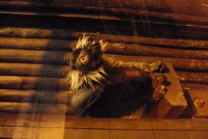  Ekskursija uz Zooloģisko dārzu 2011. gada novembrī_26