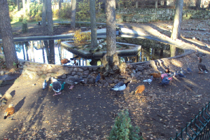  Ekskursija uz Zooloģisko dārzu 2011. gada novembrī_2