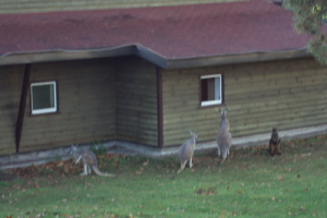  Ekskursija uz Zooloģisko dārzu 2011. gada novembrī_30