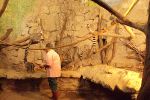  Ekskursija uz Zooloģisko dārzu 2011. gada novembrī_31