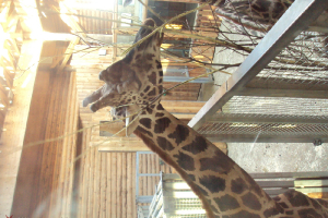  Ekskursija uz Zooloģisko dārzu 2011. gada novembrī_32