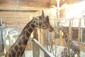  Ekskursija uz Zooloģisko dārzu 2011. gada novembrī_33
