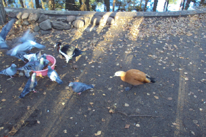  Ekskursija uz Zooloģisko dārzu 2011. gada novembrī_3