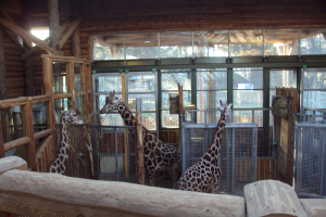  Ekskursija uz Zooloģisko dārzu 2011. gada novembrī_43