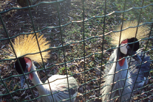  Ekskursija uz Zooloģisko dārzu 2011. gada novembrī_47
