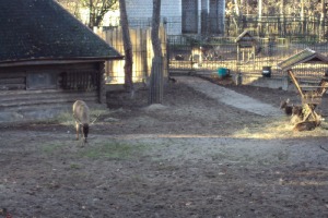  Ekskursija uz Zooloģisko dārzu 2011. gada novembrī_48