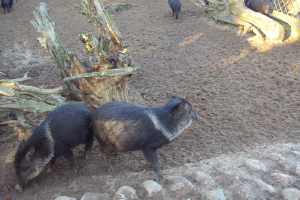  Ekskursija uz Zooloģisko dārzu 2011. gada novembrī_53