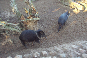  Ekskursija uz Zooloģisko dārzu 2011. gada novembrī_54