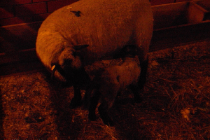  Ekskursija uz Zooloģisko dārzu 2011. gada novembrī_64