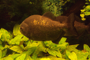  Ekskursija uz Zooloģisko dārzu 2011. gada novembrī_8