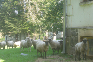 Arendoles muižas parkā 18. septembrī_47
