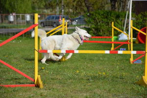  Rēzeknes dzīvnieku audzētāju biedrība viesojas C klašu struktūrvienībā 9. maijā_36