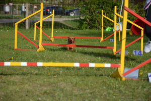  Rēzeknes dzīvnieku audzētāju biedrība viesojas C klašu struktūrvienībā 9. maijā_53