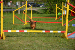  Rēzeknes dzīvnieku audzētāju biedrība viesojas C klašu struktūrvienībā 9. maijā_55