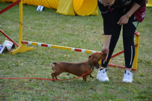  Rēzeknes dzīvnieku audzētāju biedrība viesojas C klašu struktūrvienībā 9. maijā_91